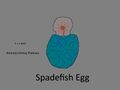 Spadefish Egg Concept