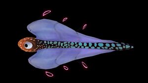 Bladderfish2.jpg