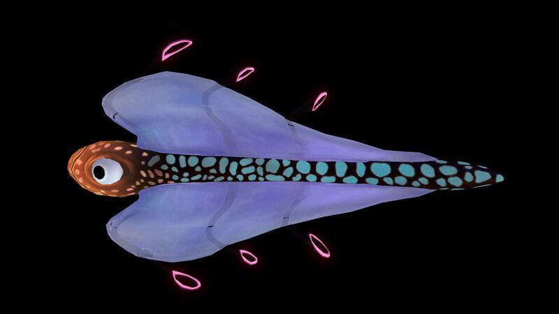 File:Bladderfish2.jpg