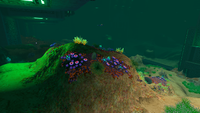Some of the more common Flora in the Aquarium