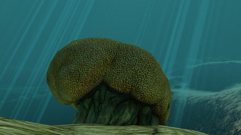 File:Brain Coral (1).jpg