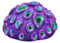 Thumbnail for version as of 16:53, 6 August 2021