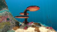 Small Coral Tree