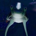 A cuddlefish in the Grand Reef.