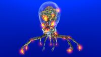 Infected Crabsquid