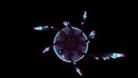 Bottom view of the King Jelly.