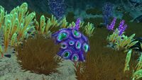 Brain Coral, with other types of flora in the Mountains