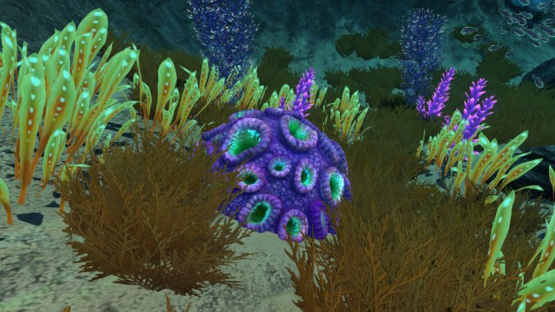 File:Purplebraincoral5.jpg