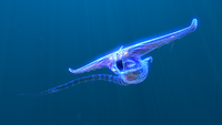 The Ghost Leviathan roaring