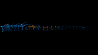 Bioluminescence, side view