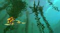 A Hoverfish swimming in the Kelp Forest