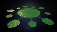 The top of a Lilypad.