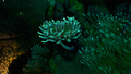 What appears to be a matured Paddle Fern