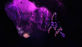 Thumbnail for version as of 07:49, 7 August 2021