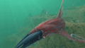 Thumbnail for version as of 17:26, 6 August 2021