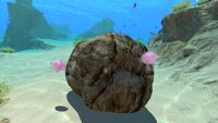 Two Floaters attached to a boulder