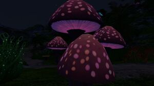Pink Mushroom (5).jpg