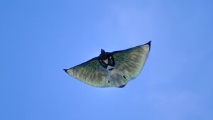 Skyray (4).jpg