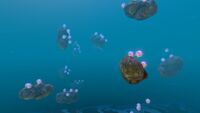 Floaters attached to a cluster of rocks in Grassy Plateaus