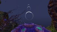 Bubbles rising from the Purple Brain Coral