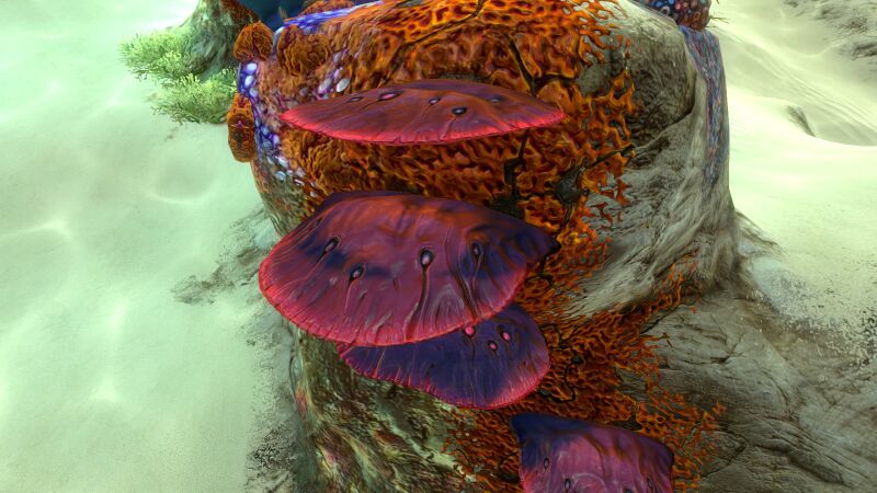 File:Red Table Coral.jpg