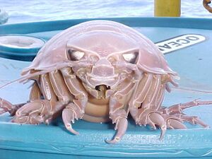 Bathynomus giganteus.jpg