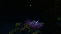 Some Flora and Fauna in the Dunes Caves