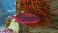 A Red Table Coral