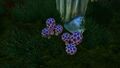 A cluster of Purple Rattles