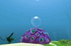Brain Coral 1.gif