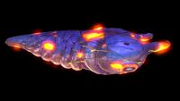 Infected Lava Larva (Black).jpg