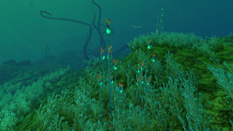 File:Lilypads6.jpg