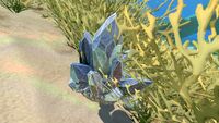 Quartz crystals are often hidden in sea grass on the seabed
