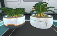 A Marblmelon Plant growing alongside four Small Marblemelons