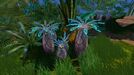 A group of Purple Vase Plants.jpg