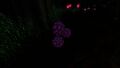Bioluminescence