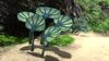 Pygmy Fan (3).jpg