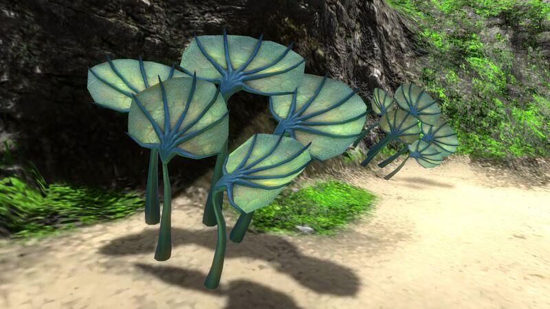 File:Pygmy Fan (3).jpg