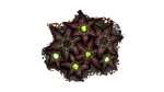 Starfish Fauna.png