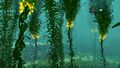 Fully grown Creepvines