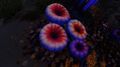 A group of Acid Mushrooms at night
