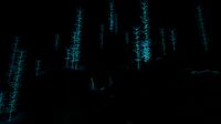 Night time in the 2nd Blood Kelp Zone