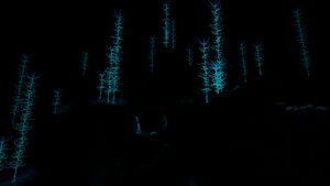 BloodKelpZone2 8.jpg