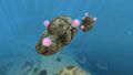 Floaters attached to a Rock