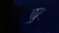 A Boneshark in the Bulb Zone