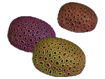 Brain Coral Small Fauna.png