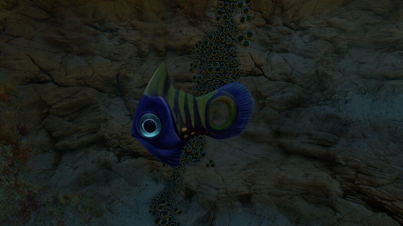 File:Holefish1.jpg