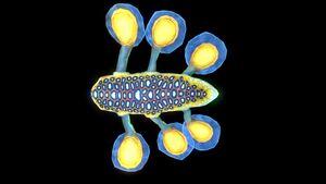 Hoverfish6.jpg