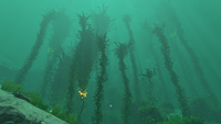 Kelp Forest Infobox.png