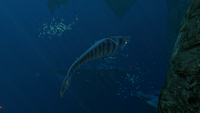 A Boneshark killed using the Seamoth Perimeter Defense System
